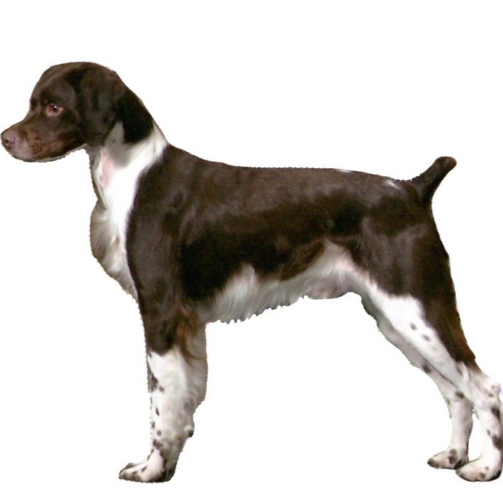 Masterpiece Brittanys